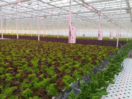 В Липецкой области в тепличных комплексах начали выращивать салат