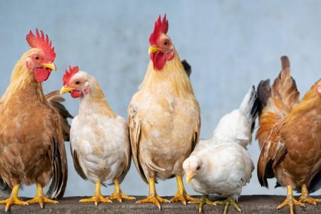В этом году Тамбовщина увеличила экспорт мяса птицы в 3 раза