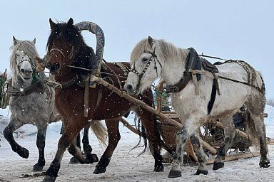 В Архангельской области прошли XIII областные соревнования конников на лошадях мезенской породы