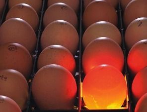 Томская птицефабрика «Сибагро» импортирует инкубационные яйца из Турции