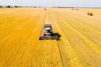Урожай зерна в Ивановской области в 2022 году на 30% выше прошлогоднего