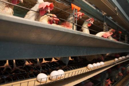 Вологодская область бьет рекорды в производстве яиц