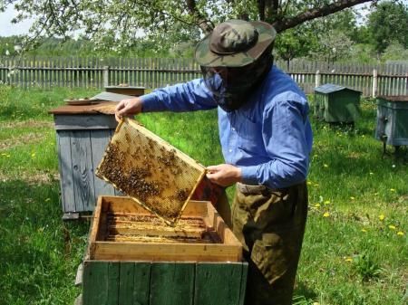 В Удмуртии отмечают День пчеловода