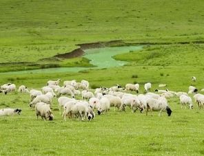 Дагестан производит конкурентоспособную баранину и говядину