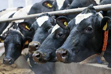 Почти 470 тысяч тонн молока произведено племенными хозяйствами региона за 2023 год