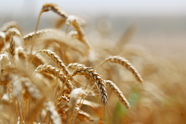Минсельхоз не будет пересматривать квоту на экспорт зерновых в текущем сезоне