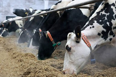 Объём реализации молока в сельхозорганизациях вырос на 2,4%