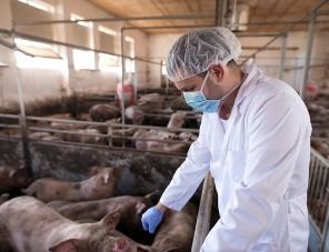 В Калужской области усилены меры профилактики африканской чумы свиней