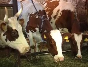 В Краснодарском крае запланировано построить СГЦ на 1,2 тысячи коров
