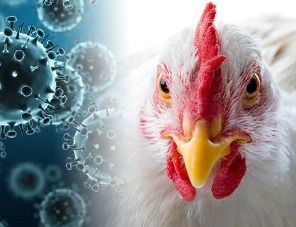 Первая с мая вспышка высокопатогенного гриппа птиц произошла в Шотландии