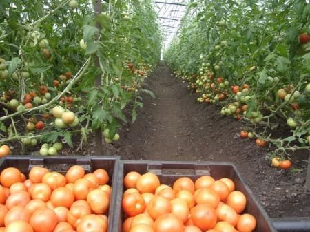 Проекты 11 фермеров Башкортостана были одобрены на «Инвестчасах»