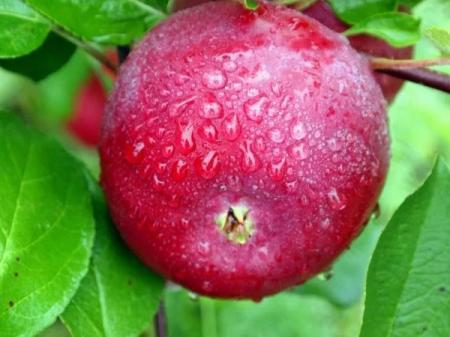 Еще один сорт яблок будут выращивать по органическим стандартам в Липецкой области