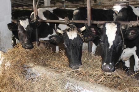 Сельхозтоваропроизводителям Кузбасса выплачиваются субсидии за закуп молока