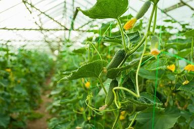 В январе производство тепличных овощей в России увеличилось на 11%