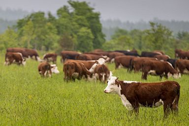 Производство сельхозпродукции за первое полугодие выросло на 2,9%