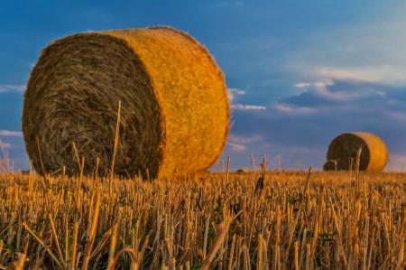 В Татарстане стартует новая программа образовательных курсов для аграриев