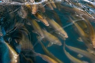 В Год экологии на Ямале запущен масштабный проект по изучению состояния сиговых видов рыб