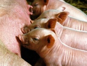 Polsus: польское производство свинины переживает глубокий кризис