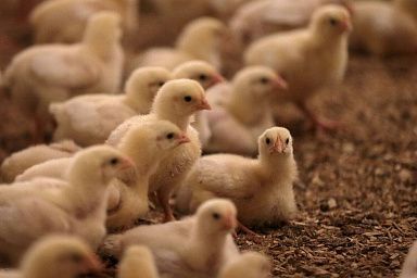 Россия полностью обеспечивает потребность в мясе птицы за счет собственного производства