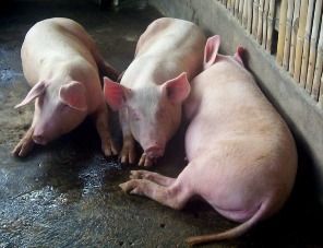 Две вспышки африканской чумы свиней выявлены на севере Астраханской области