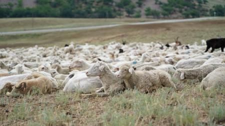 В Дагестане в разгаре перегон скота на летние пастбища