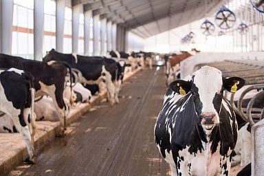 Объём реализации молока в сельхозорганизациях вырос на 6,8%