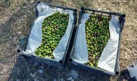 В республике собрали первые в этом году 200 кг оливок