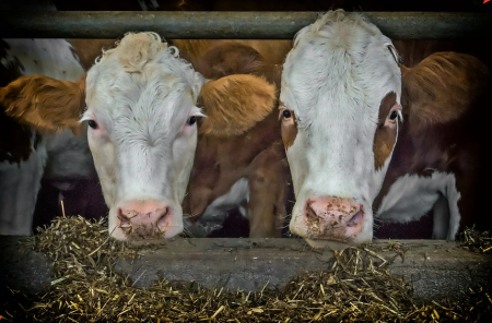 В сельхозорганизациях Тамбовской области отмечается рост молочной продуктивности коров