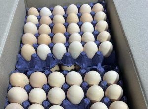 Россельхознадзор проконтролировал первые поставки азербайджанских столовых яиц в Россию