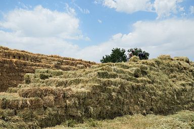 В Дагестане заготовлено более 1,2 млн тонн грубых кормов для скота