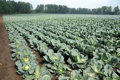 Строить овощехранилища и увеличивать посевные площади планируют овощеводы Новосибирской области