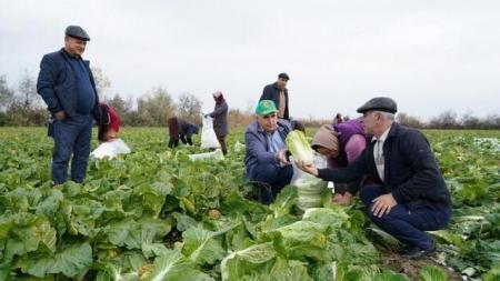 Дагестан намерен нарастить объемы производства овощей открытого грунта