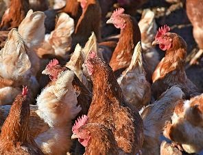 Птицефабрике «Островная» нужны субсидии на закупку кормов и цыплят