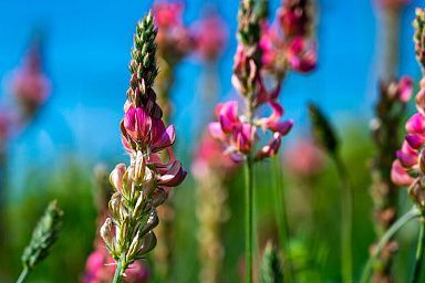 В Крыму начались исследования семян эспарцета на посевные качества