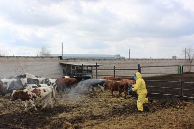 В Ростовской области завершились плановые противоклещевых обработки сельскохозяйственных животных