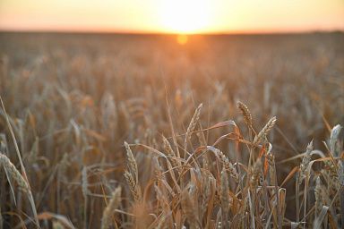В Саратовской области собрано 6,8 млн тонн зерна