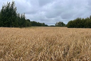 В хозяйствах Зырянского района Томской области приступили к уборке яровых