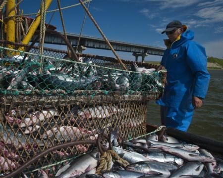 Новосибирская область наращивает экспорт рыбы