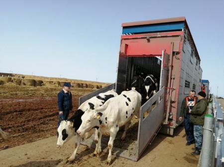 В Татарстан прибыли нетели из Германии