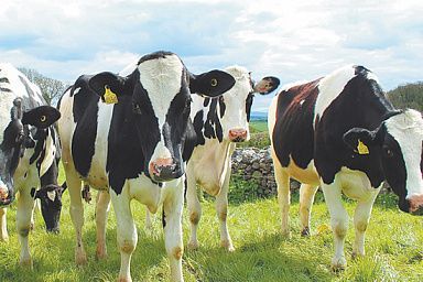 Самозанятые владельцы личных подсобных хозяйств Красноярского края смогут получить поддержку на производство молока
