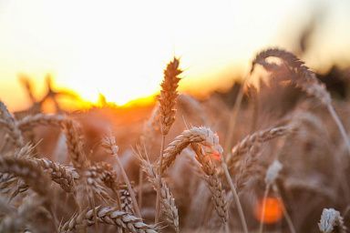 В Калужской области в 2023 году доля малого сельского бизнеса в общем объеме производства сельскохозяйственной продукции составила 21,4 %