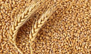 Россельхознадзор фиксирует высокие темпы экспорта российского зерна в период новогодних праздников