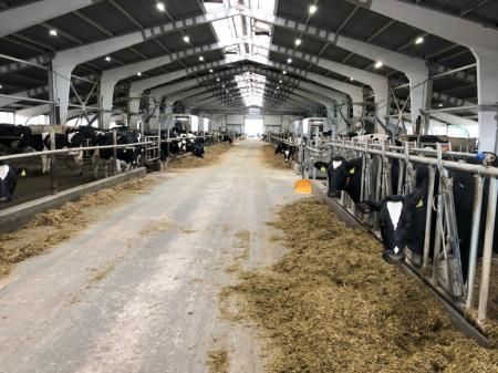 Более 1,4 млрд рублей вложат в строительство молочной фермы на 2 тыс. голов в подмосковсном Можайске