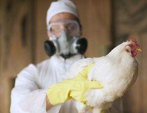 С начала года в России выявлено 15 вспышек птичьего гриппа