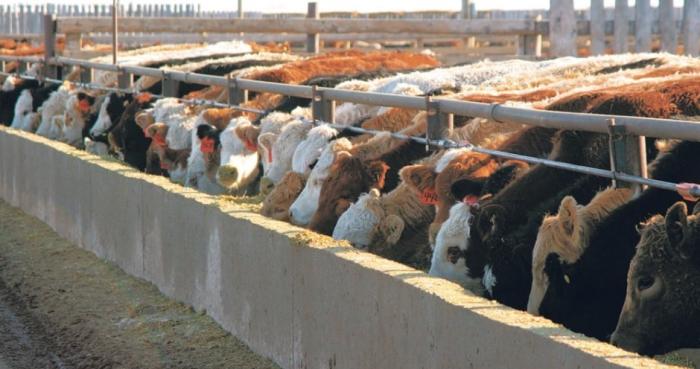 В Бурятии создадут агрокластер для развития мясного скотоводства