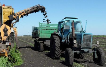 Валовый сбор сахарной свеклы в Башкортостане превысил 300 тыс. тонн