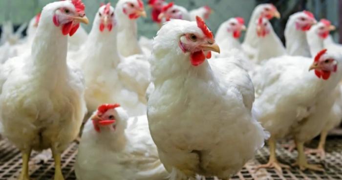 Камчатка: птицефабрика «Пионерское» увеличила производственные мощности