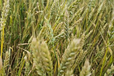 В Тамбовской области собран первый миллион тонн зерна
