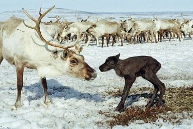 На Ямале начался массовый отел северных оленей