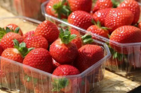 Производство ягод в Калининградской области разивается благодаря грантовой поддержке